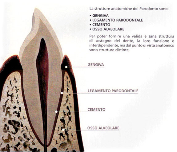 Schema della struttura anatomica del parodonto sano